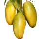 Previous