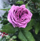 Previous