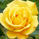 Previous