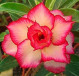 Previous