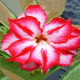 Previous