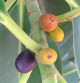 Previous