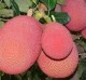 Previous