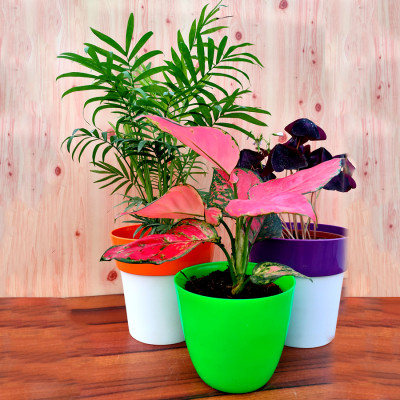 Combo of Oxalis Butterfly + Chamaedorea Palm + Pink Aglaonema Plant
