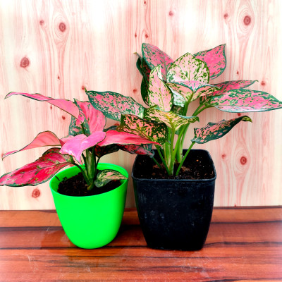 Combo of  Aglaonema Pink & Red Plants