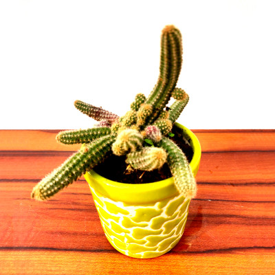 Echinopsis chamaecereus - Cactus Plant