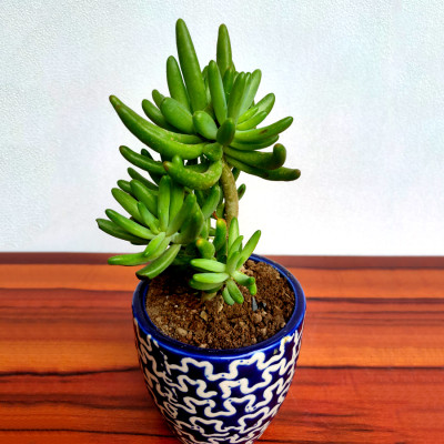 Sedum rubrotinctum - Succulent