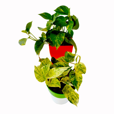 Combo of Marble & Green Variegated Money Plant