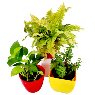 3 Best Indoor Plants to Beat the Air Pollution