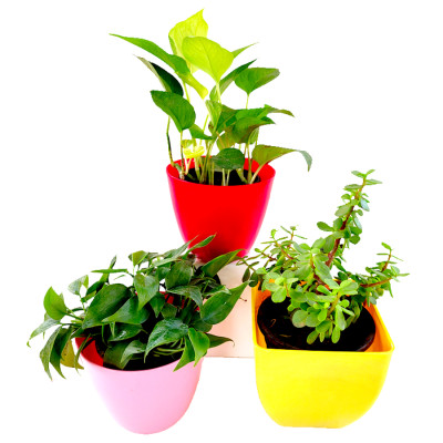 3 Stress Relieving Plants Pack Combo