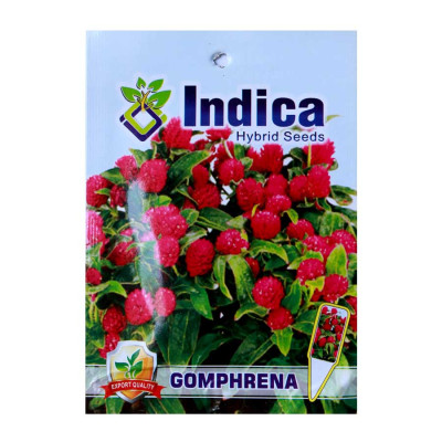 Comphrena Flower Hybrid Seeds (pack of 5)