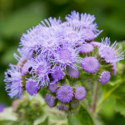Ageratum F1 Hawaii Mixed Color Flowering Seeds