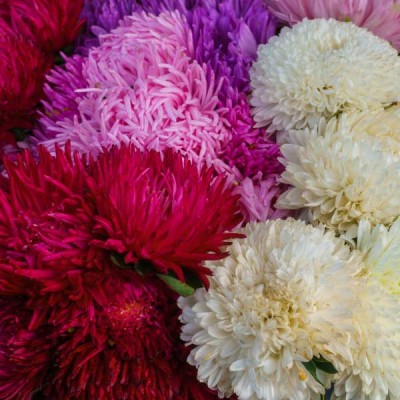Aster Formula Mixed Colors Flowering Seeds