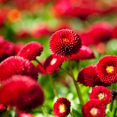 Bellis Perensis, Daisy Red Flowering Seeds