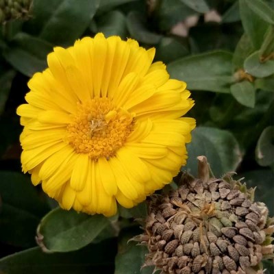 Calendula Bon Bon Yellow Flowering Seeds