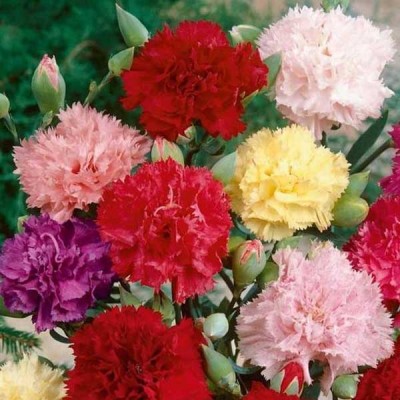 Carnation Giant Chabaud Mixed Color Flowering Seeds