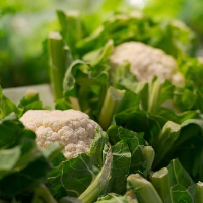 Cauliflower Super Snowball - Vegetable Seeds