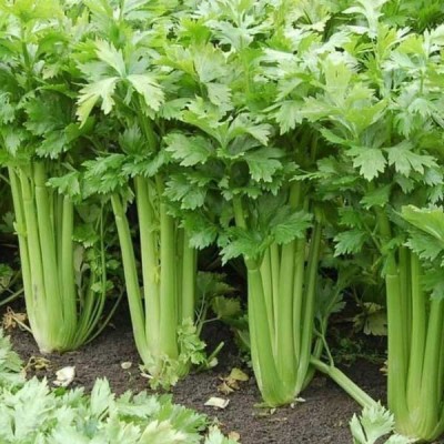 Celery Imported Celery Tall Utah  Vegetable Seeds