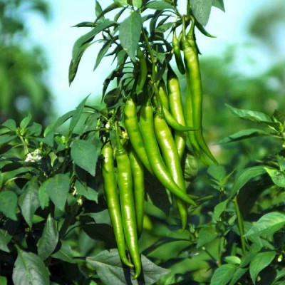 Chilli Surajmukhi - Vegetable Seeds