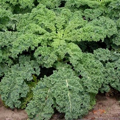 Kale Green Edible Vegetable Seeds