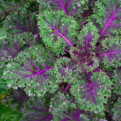 Kale Red Russian Vegetable Seeds