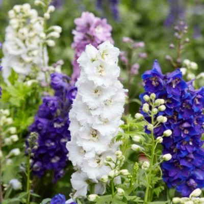 Larkspur Imperial Mixed Color Flowering Seeds