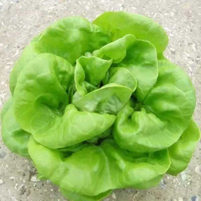 Lettuce Butter Head Green Vegetable Seeds