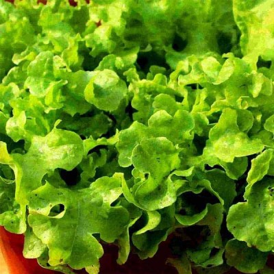 Lettuce Grand Rapids Vegetable Seeds