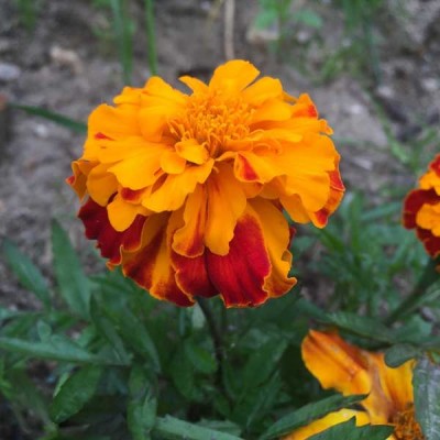Marigold F 2 Orange Dwarf Double Flowering Seeds