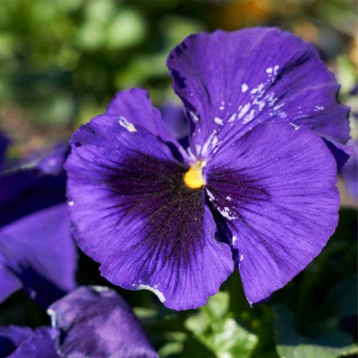 Pansy F1 Beconsfield Flowering Seeds