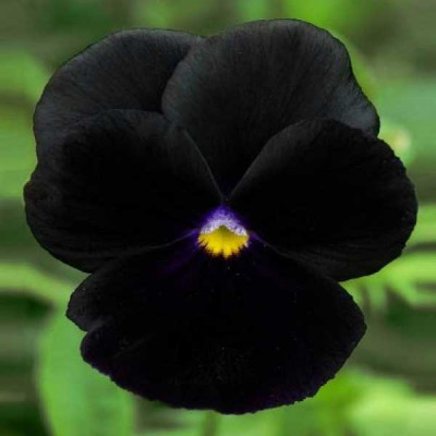 Pansy F1 Black Blotch Flowering Seeds