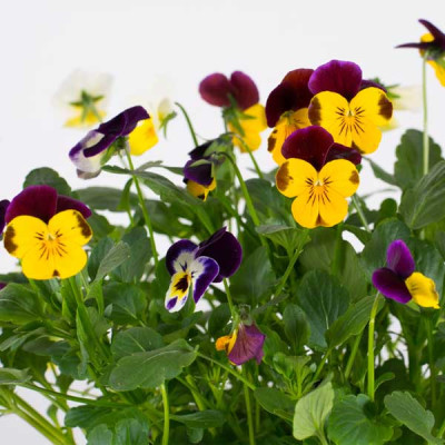Pansy F1 Blotch Mixed Color Flowering Seeds