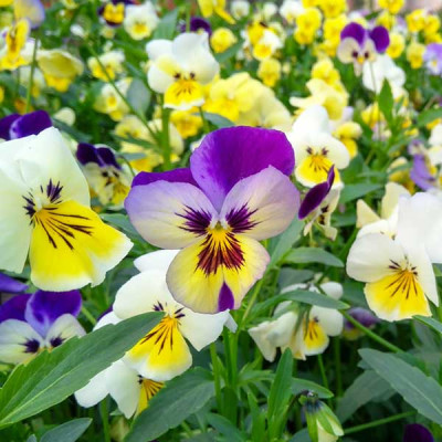 Pansy F1 Swiss Giant Flowering Seeds
