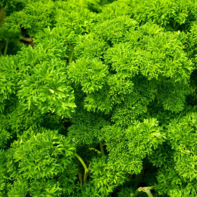 Parsley Moss Curled  Seeds