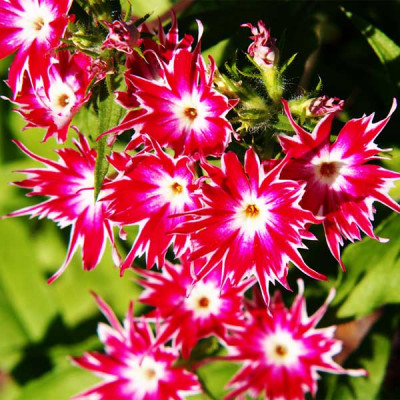 Phlox Twinkle Star Mixed Color Flowering Seeds
