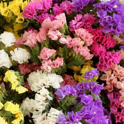 Statice Pacific Mixed Color Flowering Seeds