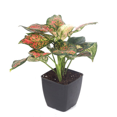 Aglaonema Red Ruby Plant with Planter