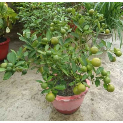 All Time Kagzi Lemon Fruit Plant