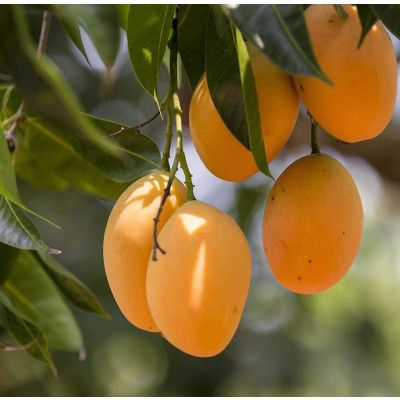 Alphonso mango Fruit Plant