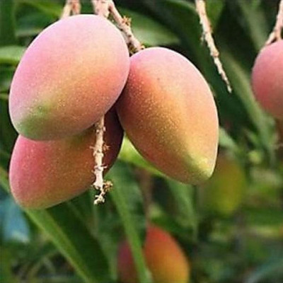 Amrapalli Mango Plant (Grafted)