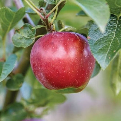 Apple Fruit Plant (Hrm-99)