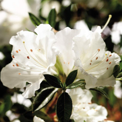 Azalea White Color flower Plant