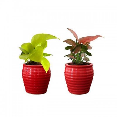 Combo of Money Plant and Syngonium Pink with Ceremic Planter