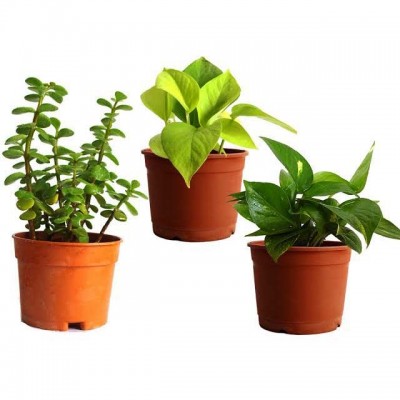 Combo Of Golden Moneyplant, Jade Plant and Green Moneyplant
