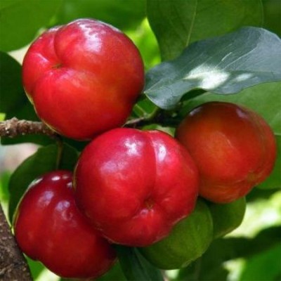 Barbados Cherry Fruit Plant