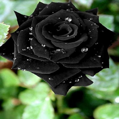 Black Rose Grafted Plant