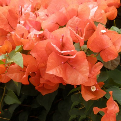 Bougainville Orange Color flower plants