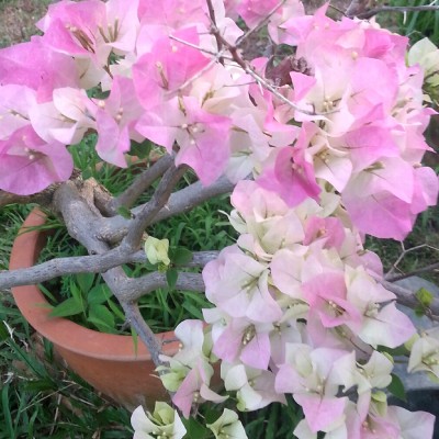 Bougainville Pink & White Shade flower plants