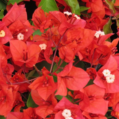 Bougainville Red Color flower plants