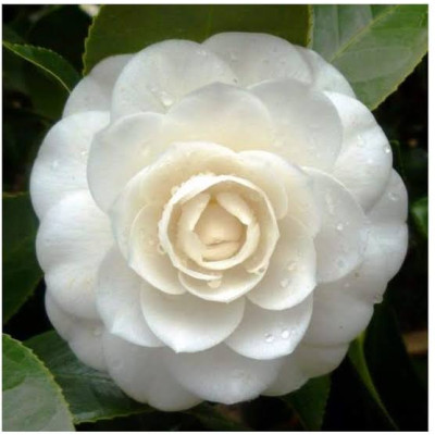 Camellia (White) Flower Plant